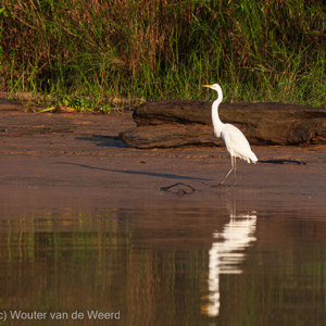 2009-08-19 - Middelste Zilverreiger (Egretta intermedia, Intermediate Egret)<br/>Kinabatangan rivier - Sukua - Maleisië<br/>Canon EOS 50D - 200 mm - f/5.6, 1/800 sec, ISO 160