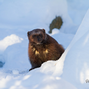 2011-02-10 - Veelvraat in de sneeuw<br/>Ranua Wildlife Park - Ranua - Finland<br/>Canon EOS 7D - 300 mm - f/3.5, 1/1600 sec, ISO 200