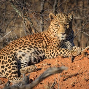 2007-08-22 - Luipaard (genaamd TJ)<br/>Okonjima Lodge / Africat Foundat - Otjiwarongo - Namibie<br/>Canon EOS 30D - 400 mm - f/6.3, 1/1250 sec, ISO 200