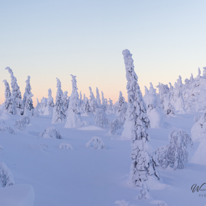 2011-02-09 - Zonsopkomst<br/>Iso Syöte - Finland<br/>Canon EOS 7D - 67 mm - f/8.0, 1/60 sec, ISO 200