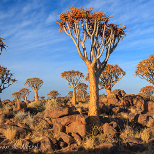 2007-08-06 - Kokerbomenbos<br/>Kokerboomwoud - Keetmanshoop - Namibie<br/>Canon EOS 30D - 26 mm - f/11.0, 0.01 sec, ISO 200