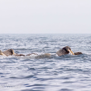 2022-07-17 - Walrussen zwemmen meestal in groepen<br/>Storoya - Spitsbergen<br/>Canon EOS R5 - 321 mm - f/8.0, 1/2000 sec, ISO 800
