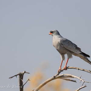 2007-08-19 - Roofvogel, maar welke?<br/>Etosha NP - Namibie<br/>Canon EOS 30D - 400 mm - f/5.6, 1/2000 sec, ISO 200