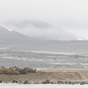 2022-07-19 - Ongelijke strijd tussen één ijsbeer en veel walrussen<br/>Torellneset - Spitsbergen<br/>Canon EOS R5 - 400 mm - f/5.6, 1/1250 sec, ISO 400