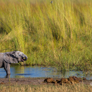 2024-05-02 - Dorstig klein olifantje<br/>Moremi Game Reserve - Kwai (Okavango Delta) - Botswana<br/>Canon EOS R6m2 - 400 mm - f/7.1, 1/500 sec, ISO 320