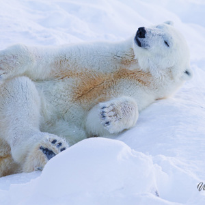 2011-02-10 - IJsbeer in de sneeuw<br/>Ranua Wildlife Park - Ranua - Finland<br/>Canon EOS 7D - 300 mm - f/3.5, 1/800 sec, ISO 200