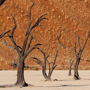 2007-08-11 - Op de rijtje voor de oranje muur van zand<br/>Sossusvlei - Deadvlei - Sesriem - Namibie<br/>Canon EOS 30D - 120 mm - f/16.0, 1/200 sec, ISO 200