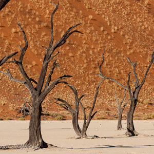 2007-08-11 - Op de rijtje voor de oranje muur van zand<br/>Sossusvlei - Deadvlei - Sesriem - Namibie<br/>Canon EOS 30D - 120 mm - f/16.0, 1/200 sec, ISO 200