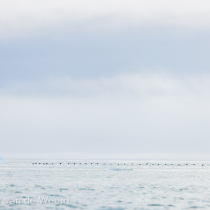 2022-07-19 - Formatie-vliegen<br/>Torellneset - Spitsbergen<br/>Canon EOS R5 - 400 mm - f/6.3, 1/4000 sec, ISO 800