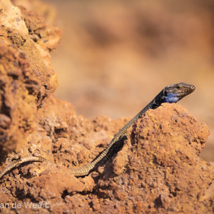 2022-11-14 - Canarische hagedis<br/>Volcan San Antonio- Los Canarios - La Palma - Canarische eilanden - Spanje<br/>Canon EOS R5 - 176 mm - f/5.6, 1/500 sec, ISO 400