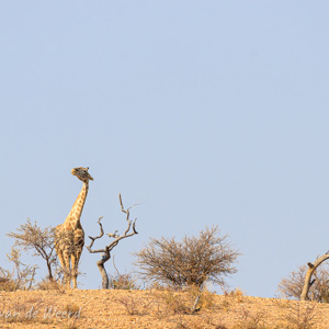2007-08-05 - Giraf met scheve nek<br/>Daan Viljoen NP - Windhoek - Namibie<br/>Canon EOS 30D - 400 mm - f/8.0, 1/400 sec, ISO 200