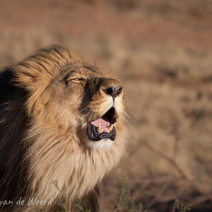 2007-08-24 - Roarrrrrr!!!<br/>Okonjima Lodge / Africat Foundat - Otjiwarongo - Namibie<br/>Canon EOS 30D - 400 mm - f/5.6, 1/1250 sec, ISO 200
