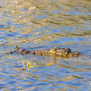 2024-04-27 - Door de ogen herkenbaar als krokodil<br/>Zambezi rivier - Victoria Falls - Zimbabwe<br/>Canon EOS R5 - 400 mm - f/8.0, 1/400 sec, ISO 800