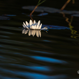 2024-05-02 - Waterlelie<br/>Kwai rivier - Kwai (Okavango Delta) - Botswana<br/>Canon EOS R5 - 400 mm - f/8.0, 1/2000 sec, ISO 1250