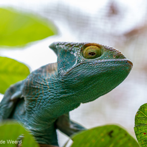 2013-07-24 - Nieuwsgierig<br/>Madagascar Exotic - Marozevo - Madagaskar<br/>Canon EOS 7D - 100 mm - f/2.8, 1/500 sec, ISO 800