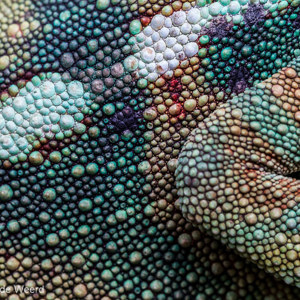 2013-07-24 - Kameleon-lijf van heel dichtbij<br/>Madagascar Exotic - Marozevo - Madagaskar<br/>Canon EOS 7D - 100 mm - f/8.0, 1/80 sec, ISO 800