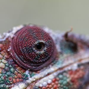 2013-07-24 - Kameleon-oog in close-up<br/>Madagascar Exotic - Marozevo - Madagaskar<br/>Canon EOS 7D - 100 mm - f/3.5, 1/200 sec, ISO 800