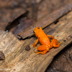 2013-07-24 - Golden Mantella<br/>Madagascar Exotic - Marozevo - Madagaskar<br/>Canon EOS 7D - 100 mm - f/3.2, 1/160 sec, ISO 800