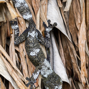 2013-07-24 - Bladstaartgekko (Uroplatus sikorae)<br/>Madagascar Exotic - Marozevo - Madagaskar<br/>Canon EOS 7D - 100 mm - f/5.6, 1/200 sec, ISO 400