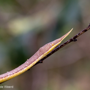 2013-07-24 - Madagaskarbladneusslang<br/>Madagascar Exotic - Marozevo - Madagaskar<br/>Canon EOS 7D - 100 mm - f/5.6, 1/320 sec, ISO 400