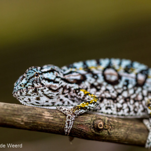 2013-07-24 - Prachtige tekening op deze kameleon<br/>Madagascar Exotic - Marozevo - Madagaskar<br/>Canon EOS 7D - 100 mm - f/3.2, 1/320 sec, ISO 800