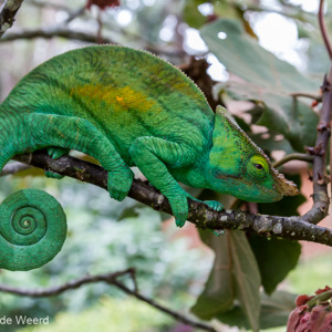 2013-07-25 - Parsons kameleon (Calumma parsonii)<br/>Mantadia NP - Andasibe - Madagaskar<br/>Canon EOS 7D - 32 mm - f/4.5, 1/40 sec, ISO 800