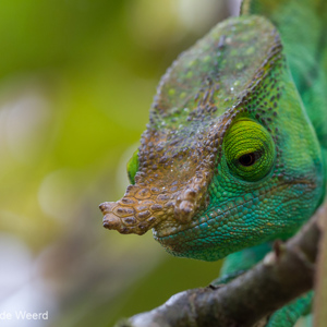 2013-07-25 - Parsons kameleon (Calumma parsonii)<br/>Mantadia NP - Andasibe - Madagaskar<br/>Canon EOS 7D - 100 mm - f/5.6, 0.02 sec, ISO 800