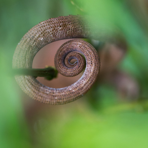 2013-07-25 - Staart van een kameleon<br/>Mantadia NP - Andasibe - Madagaskar<br/>Canon EOS 7D - 100 mm - f/3.5, 1/250 sec, ISO 800