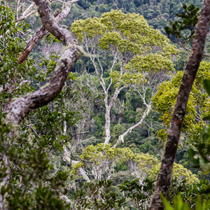 2013-07-25 - Regenwoud in Madagaskar<br/>Mantadia NP - Andasibe - Madagaskar<br/>Canon EOS 7D - 82 mm - f/8.0, 1/80 sec, ISO 400