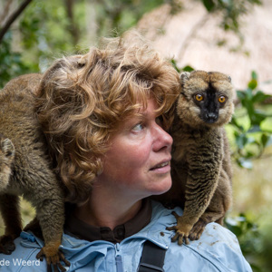 2013-07-25 - Bruine maki of Zwartkopmaki - Common Brown Lemur<br/>Vakoma Lodge - Andasibe - Madagaskar<br/>Canon EOS 7D - 75 mm - f/4.0, 1/125 sec, ISO 400