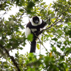 2013-07-25 - Vari / Bonte maki /  Gekraagde maki / Black and white ruffed lemure<br/>Mantadia NP - Andasibe - Madagaskar<br/>Canon EOS 7D - 300 mm - f/5.6, 1/400 sec, ISO 1600