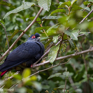 2013-07-25 - Madagaskar-blauwe duif (Alectroenas madagascariensis)<br/>Vakoma Lodge - Andasibe - Madagaskar<br/>Canon EOS 7D - 275 mm - f/5.6, 1/1000 sec, ISO 800