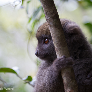 2013-07-25 - Oostelijke grijze halfmaki / Gray bamboo lemur (Hapalemur griseu<br/>Vakoma Lodge - Andasibe - Madagaskar<br/>Canon EOS 7D - 100 mm - f/4.0, 1/40 sec, ISO 400