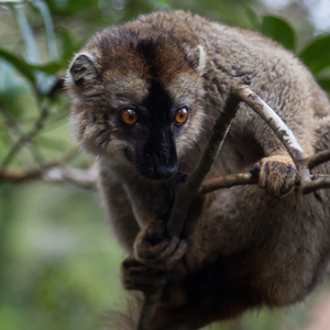 2013-07-25 - Bruine maki of  Zwartkopmaki - Common Brown Lemur (Eulemur fulvu<br/>Vakoma Lodge - Andasibe - Madagaskar<br/>Canon EOS 7D - 102 mm - f/4.0, 1/80 sec, ISO 400