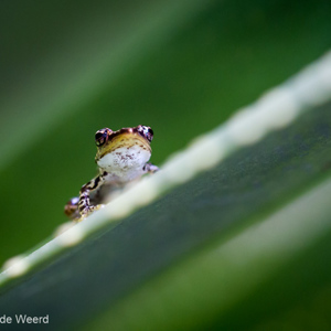 2013-07-26 - Heel erg klein kikkertje<br/>Analamazotra NP - Andasibe - Madagaskar<br/>Canon EOS 7D - 100 mm - f/2.8, 0.01 sec, ISO 1600