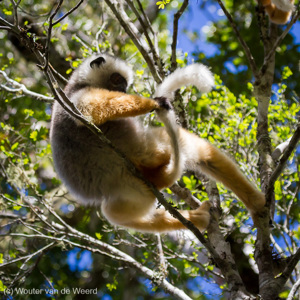 2013-07-26 - Diadeemsifaka / Diademed sifaka(Propithecus diadema)<br/>Analamazotra NP - Andasibe - Madagaskar<br/>Canon EOS 7D - 130 mm - f/5.6, 1/1250 sec, ISO 800