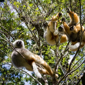 2013-07-26 - Diadeemsifaka / Diademed sifaka(Propithecus diadema)<br/>Analamazotra NP - Andasibe - Madagaskar<br/>Canon EOS 7D - 100 mm - f/5.6, 1/2000 sec, ISO 800