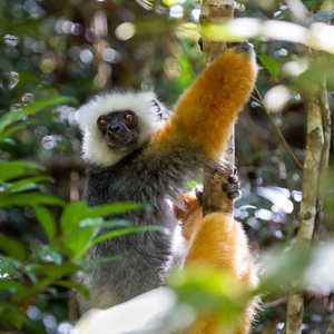 2013-07-26 - Diadeemsifaka / Diademed sifaka(Propithecus diadema)<br/>Analamazotra NP - Andasibe - Madagaskar<br/>Canon EOS 7D - 170 mm - f/5.0, 1/125 sec, ISO 1600