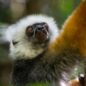 2013-07-26 - Diadeemsifaka / Diademed sifaka(Propithecus diadema)<br/>Analamazotra NP - Andasibe - Madagaskar<br/>Canon EOS 7D - 400 mm - f/5.6, 1/200 sec, ISO 1600