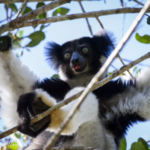 2013-07-26 - Indri / Babakoto (Indri indri)<br/>Analamazotra NP - Andasibe - Madagaskar<br/>Canon EOS 7D - 400 mm - f/5.6, 1/500 sec, ISO 1600