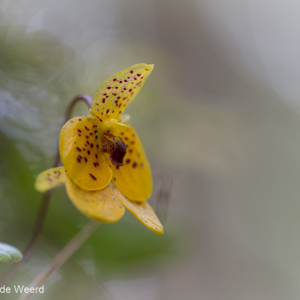 2013-07-26 - Klein bloemetje in het regenwoud<br/>Analamazotra NP - Andasibe - Madagaskar<br/>Canon EOS 7D - 100 mm - f/4.0, 1/125 sec, ISO 1600