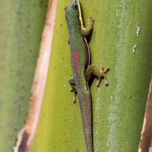 2013-07-26 - Daggekko (Phelsuma)<br/>Analamazotra NP - Andasibe - Madagaskar<br/>Canon EOS 7D - 400 mm - f/8.0, 1/1250 sec, ISO 800