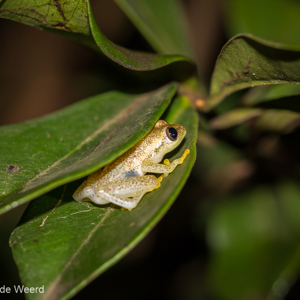 2013-07-26 - Kikkertje tijdens avondexcursie<br/>Analamazotra NP - Andasibe - Madagaskar<br/>Canon EOS 7D - 100 mm - f/5.6, 1/60 sec, ISO 800