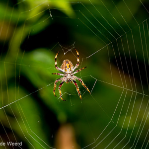 2013-07-26 - Spin<br/>Analamazotra NP - Andasibe - Madagaskar<br/>Canon EOS 7D - 100 mm - f/4.0, 1/60 sec, ISO 800