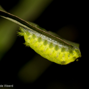2013-07-26 - Exotische rups, denk ik...<br/>Analamazotra NP - Andasibe - Madagaskar<br/>Canon EOS 7D - 100 mm - f/4.0, 1/60 sec, ISO 800