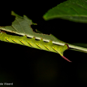 2013-07-26 - Bijzondere rups, tijdens avondexcursie<br/>Analamazotra NP - Andasibe - Madagaskar<br/>Canon EOS 7D - 100 mm - f/4.0, 1/60 sec, ISO 1600