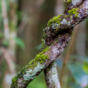 2013-07-27 - Omstrengeld<br/>Mitsinjo Reserve - Andasibe - Madagaskar<br/>Canon EOS 7D - 100 mm - f/2.8, 1/125 sec, ISO 800