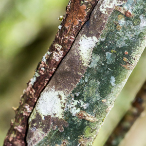 2013-07-27 - Bladstaartgekko (Uroplatus sikorae)<br/>Mitsinjo Reserve - Andasibe - Madagaskar<br/>Canon EOS 7D - 100 mm - f/5.6, 1/60 sec, ISO 1600