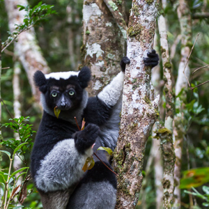 2013-07-27 - Indri / Babakoto (Indri indri)<br/>Mitsinjo Reserve - Andasibe - Madagaskar<br/>Canon EOS 7D - 100 mm - f/4.5, 1/125 sec, ISO 1600