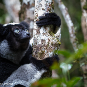 2013-07-27 - Indri / Babakoto (Indri indri)<br/>Mitsinjo Reserve - Andasibe - Madagaskar<br/>Canon EOS 7D - 180 mm - f/5.0, 0.02 sec, ISO 3200